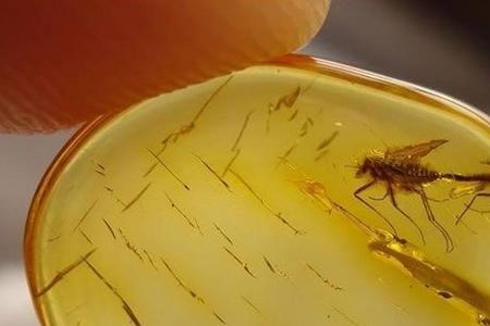 人死后做成琥珀能不能保存很久