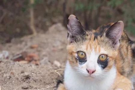 三花猫为什么不听话