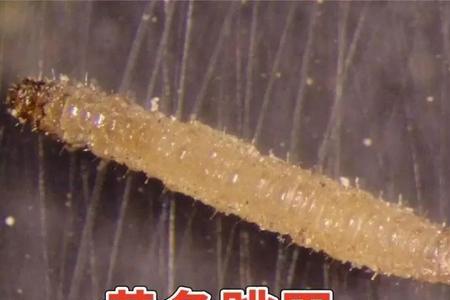 呋虫胺可以用在虾塘