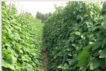 一点红豆角9月份种植可以吗