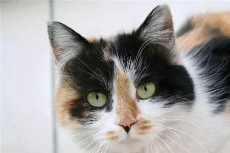 中华田园猫多大可以养
