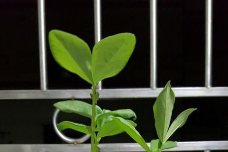 如何让蚕豆长到1m多长