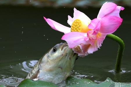 花妞鱼开口时间