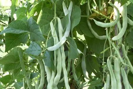 豆角早晨种植方法