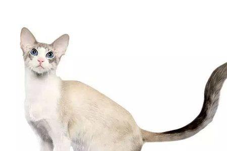 什么品种的巴厘猫脸比较白