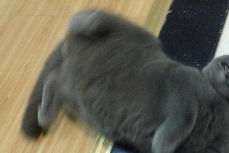 英短蓝猫为什么突然暴躁