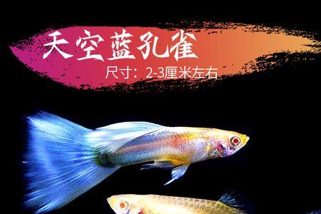 米奇鱼和孔雀鱼哪个更适合北方