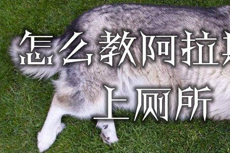 阿拉斯加狗厕所要多大