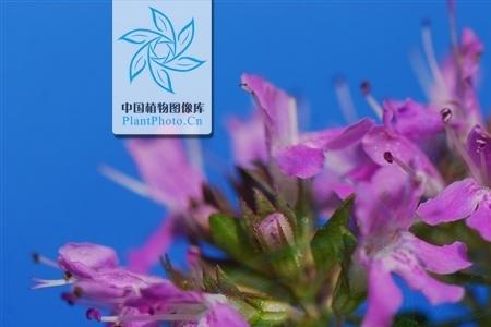 桃花百里香花期久吗