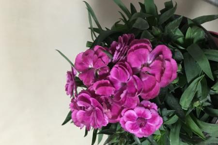 卧室里可以养棕山竹花吗