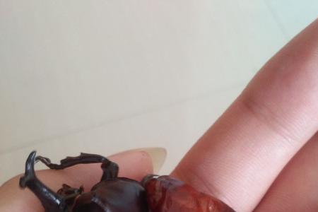 独角仙咬人吗