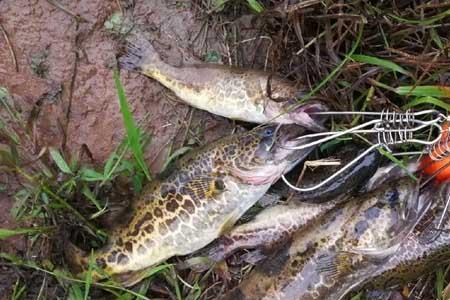 鳜鱼的最佳钓法