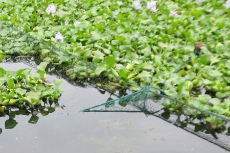螃蟹塘如何种植水葫芦