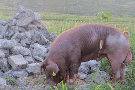 种养殖是什么意思