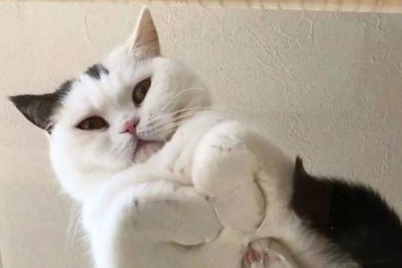 猫张开手掌是什么意思