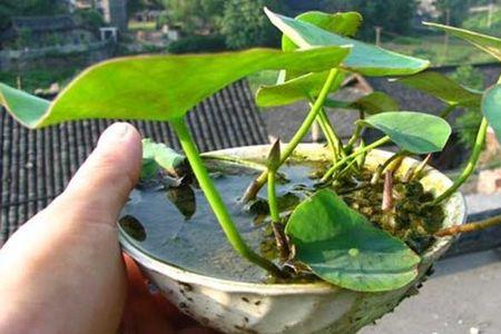 碗莲翻盆要全部换新土吗