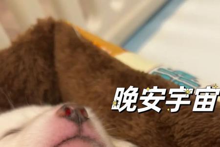 女孩子发晚安依古比古什么意思