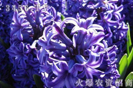 紫罗兰配蓝银会生什么后代