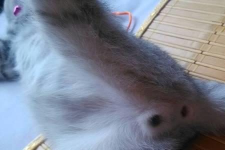 怎么看小母猫有没有被公猫拱
