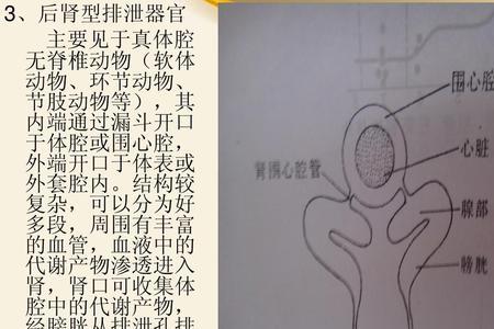 排泄系统包括哪些系统