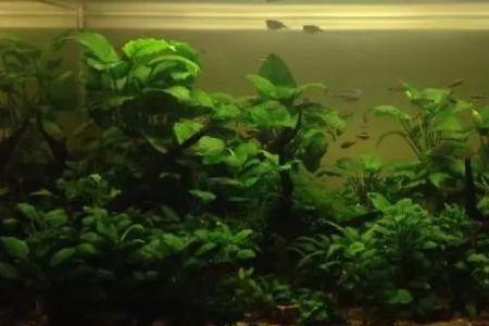 水榕用什么灯比较好