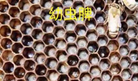 子脾为什么全是雄蜂