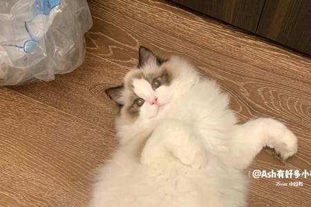 布偶一直在地上打滚是什么原因