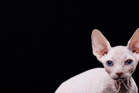 无毛猫皮肤是什么颜色