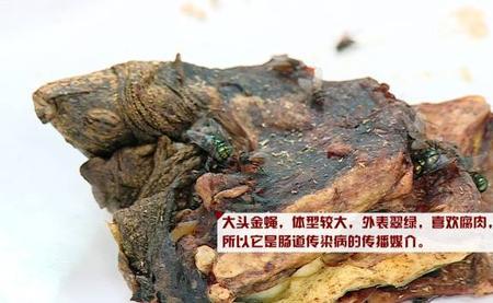 骆驼有马蝇吗
