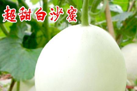 白兰瓜越放越甜吗