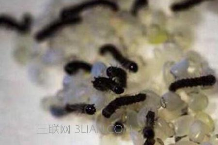 蚕宝宝孵化出来怎么分离