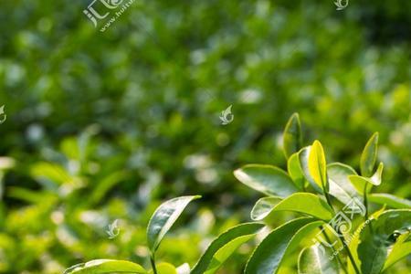 茶叶的叶子能干什么