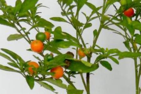 珊瑚豆可以嫁接什么花