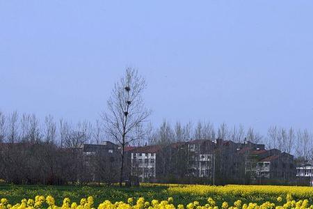春天的故乡原唱