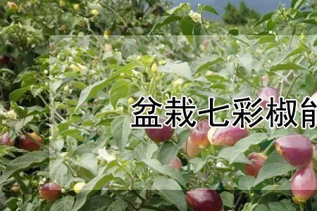 七彩椒冬季能移栽吗