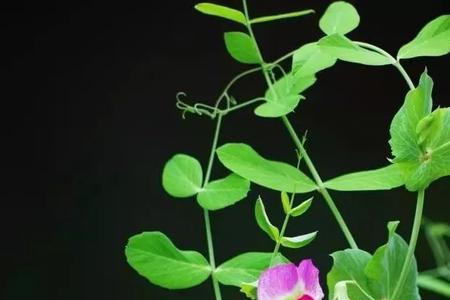 霜降过后可以种荷兰豆吗