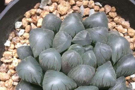 糯米玉露好还是潘氏冰灯好