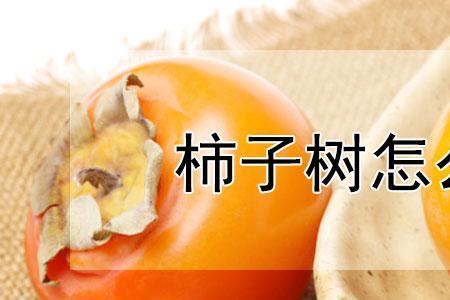 柿子树秋季旺条修剪的正确方法