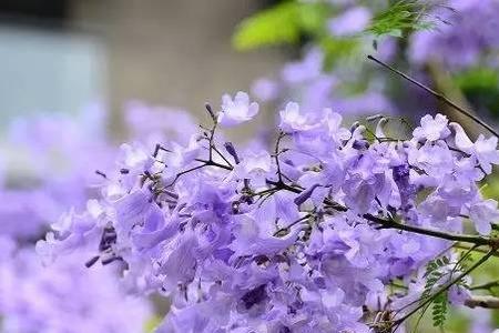 蓝花楹适合种在楼顶吗