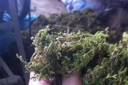 泡多了的水苔怎么处理