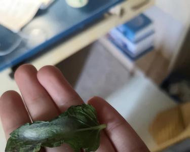 鱼香菜薄荷长虫怎么办