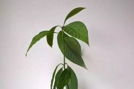 单独种一棵牛油果会结果吗