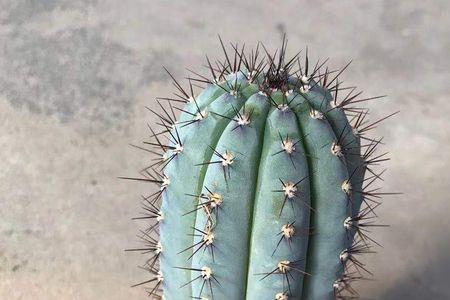 蓝柱算是稀有仙人掌吗