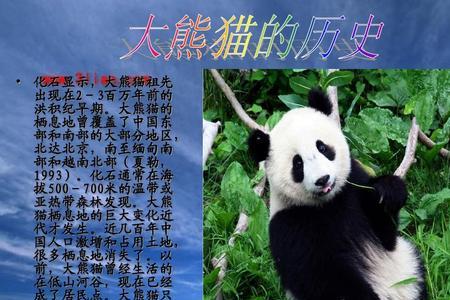 熊科的祖先