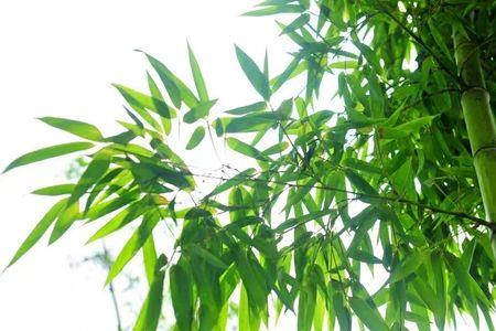 竹字在平水韵中第几部