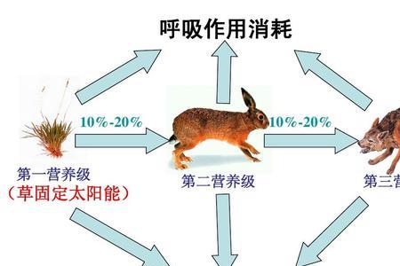 生物中的营养级怎么数
