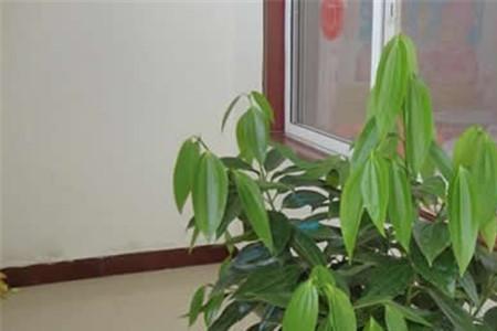 怎样利用阴地种菜