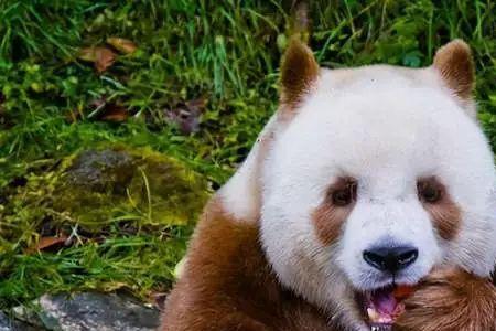 中国唯一一只金色大熊猫