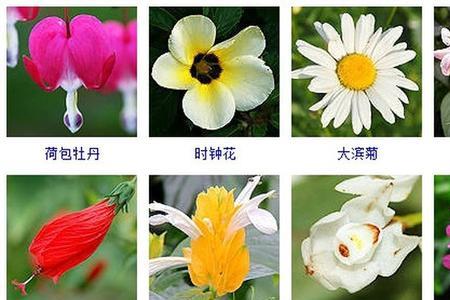 菊花桃花梅花桂花的顺序
