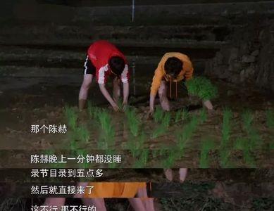 向往的生活游戏猜花的颜色